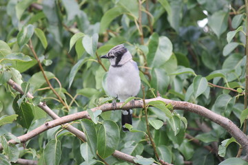 Blue Jay (Cyanocitta cristata) perched on a branch of an old pear tree.

