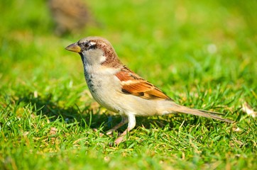 Sparrow on green grass