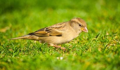Sparrow on green grass