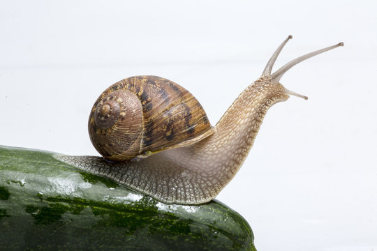 Lumaca chiocciola che striscia su una zucchina