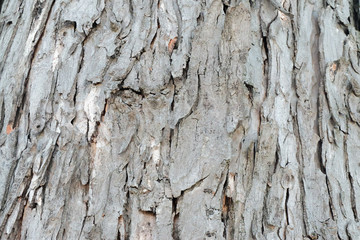 Bark Background