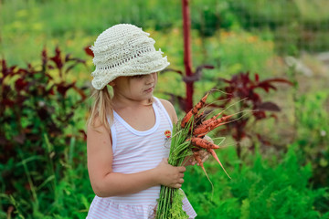 girl  pulls a carrot from the garden