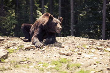 Predatory brown grizzly bear in the wild world