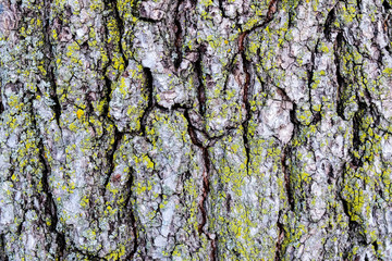 Bark Background