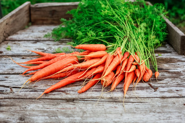 bunch of carrots on a background of wooden planks