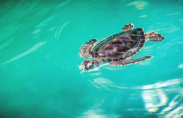 Photo sur Aluminium Tortue Close up of cute turtle