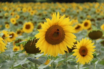 Sunflower