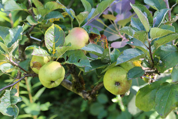 Pommes