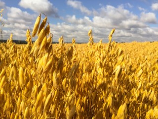 cereal crop ripening 
