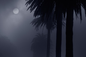 Foggy park at night