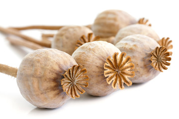 Bunch of dried poppy seed pods isolated on white.