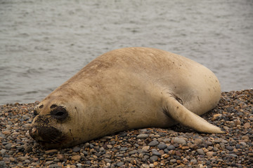 Sealion on a beach in Punta Nimfes, Argentina
