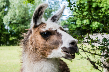 Obraz premium Alpaca Portrait 01