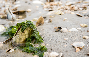 Muschelbank im Watt