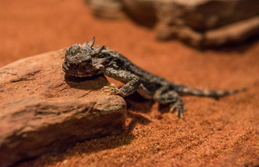 Lizard