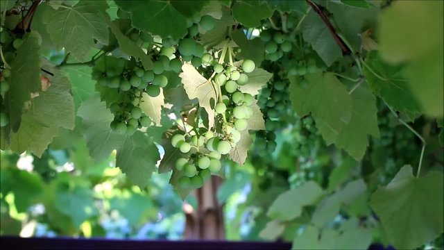 Grüne Weintrauben mit Wasser Reflektion