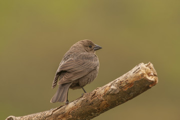 FEMALE COWBIRD