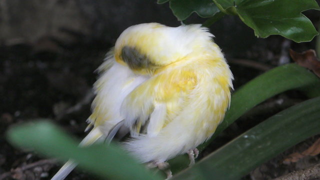 Small white bird in natural environment in 4K
