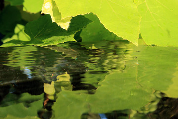 Grüne Weinblätter spiegeln im Wasser