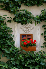 Glorenza; finestra decorata e tralci
