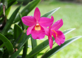 Thai Orchids