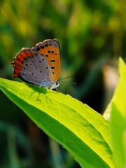 on the leaf