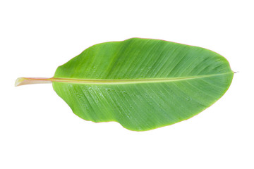 Banana Leaf