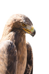 Vertical close-up profile portrait of golden eagle