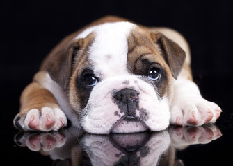 english Bulldog puppy