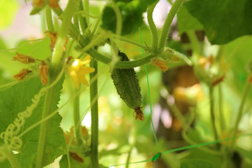 Cornichons