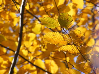 Fogliame giallo in autunno