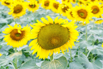 Obraz premium Sunflower