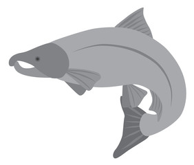 Coho Salmon Grayscale Vector Illustration
