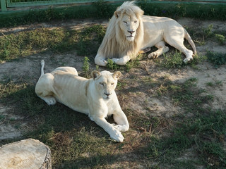 White lion © IgorZD