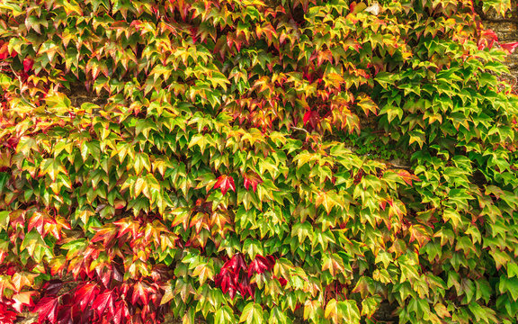 Autumn background wall of ivy leaves