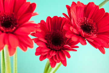 beautiful Gerbera on green background