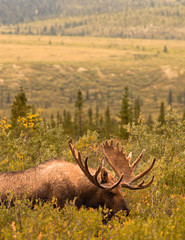 Moose, Denali
