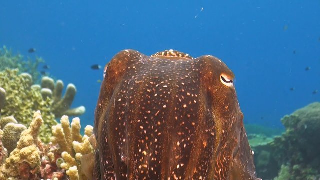 Cuttlefish on a coral reef