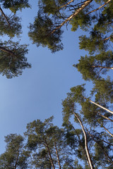 Treetop of pine trees in sunlight