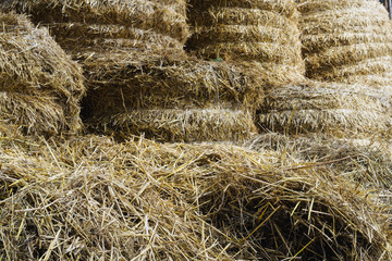 hay and straw procured for cattle