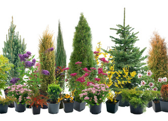 Shrubs in containers