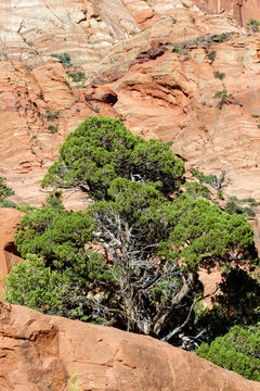 Utah Juniper in the Kolob Canyons section of Zion National Park