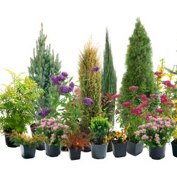 Shrubs in containers