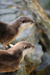 コツメカワウソ