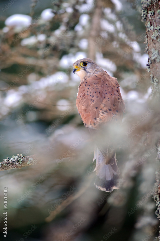 Poster common kestrel sitting in winter on coniferous tree with lichen