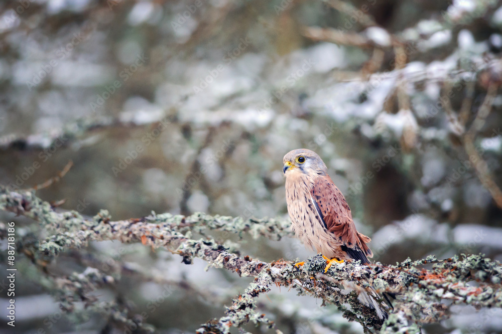 Poster common kestrel sitting in winter on coniferous tree with lichen