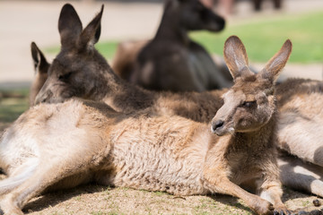 カンガルーのポートレート