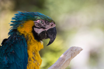 ルリコンゴウインコ