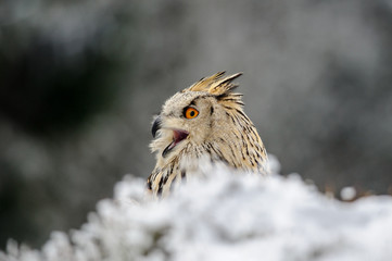 Eurasian Eagle Owl sitting on the ground with snow and shout