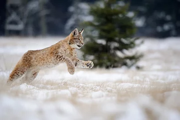 Foto op Canvas Euraziatische lynxwelp rennen op besneeuwde grond in de koude winter © Stanislav Duben